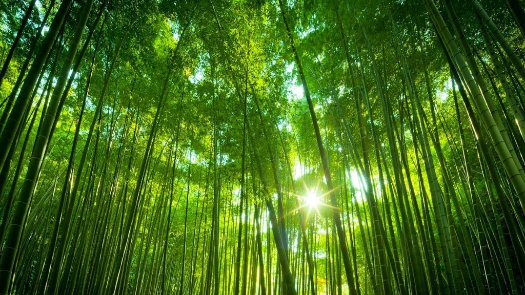 10 Fakta Unik Dan Menarik Tentang Bambu